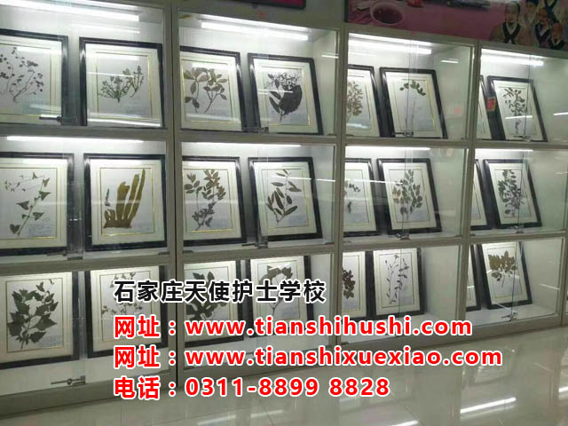 石家莊天使護士學校中藥專業怎么樣